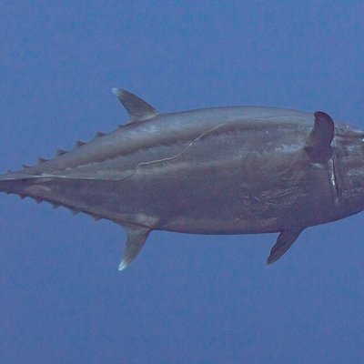 Dogtooth Tuna: How to Target the Indo-Pacific Apex Predator