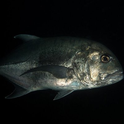 Giant Trevally on Poppers: A Complete Tactical Guide