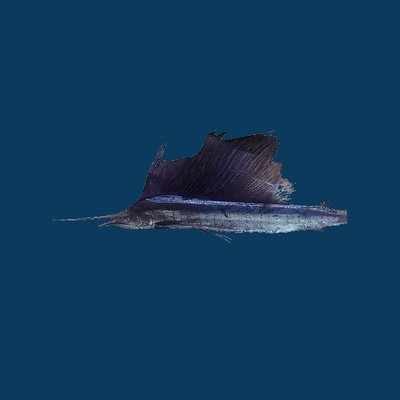 Sailfish in the Maldives: Season, Tactics, and Best Atolls