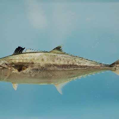 Surface vs Sub-Surface Lures: When to Use Each