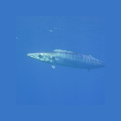 Wahoo Fishing in Southeast Asia: High-Speed Trolling Guide