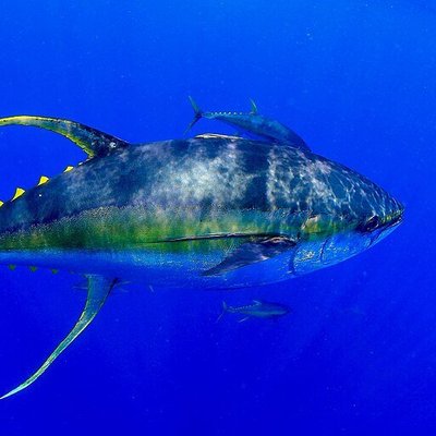 Yellowfin Tuna in the Indian Ocean: Where, When, and How